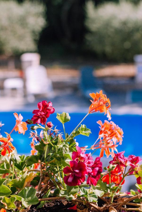 Guest House Sosi Umag Exterior foto