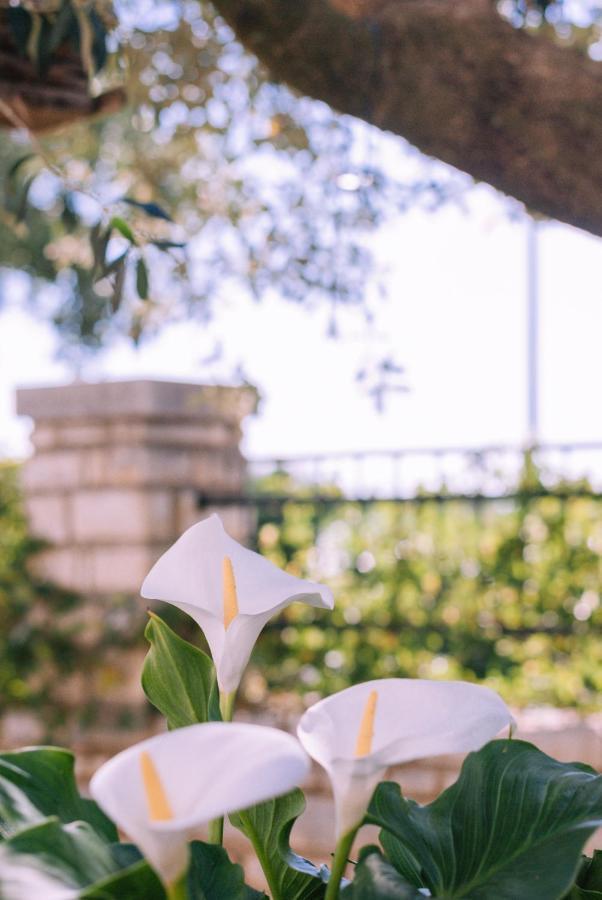 Guest House Sosi Umag Exterior foto